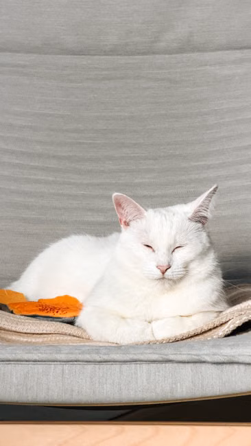 Varinha Interativa para Gatos
