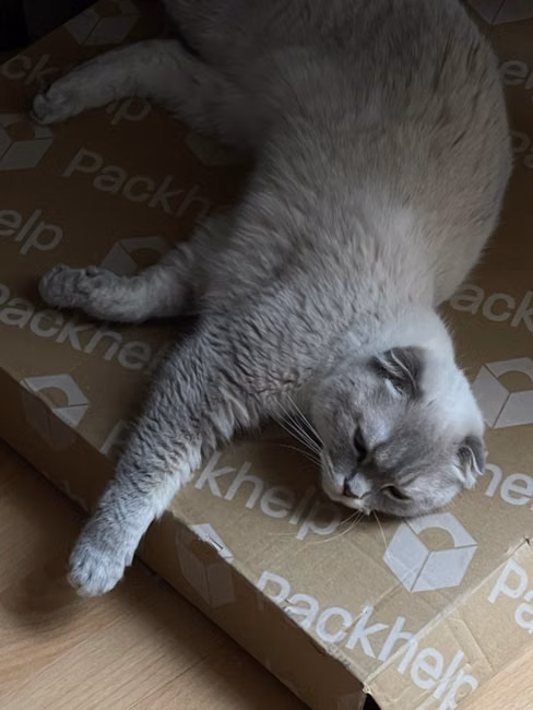 Arranhador para Gatos