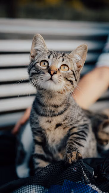 Petisco de Salmão para Gatos